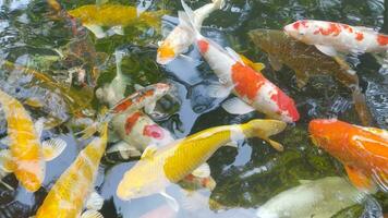 metraggio superiore Visualizza di fantasia carpa nuoto nel stagno. acqua è nero e riflessione di luce. vicino su tiro acqua superficie di fantasia carpa koi pesce nuoto nel il tropicale giardino stagno. foto