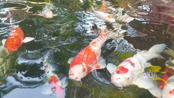 metraggio superiore Visualizza di fantasia carpa nuoto nel stagno. acqua è nero e riflessione di luce. vicino su tiro acqua superficie di fantasia carpa koi pesce nuoto nel il tropicale giardino stagno. foto