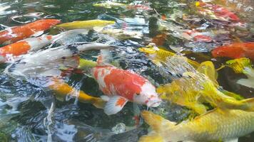 metraggio superiore Visualizza di fantasia carpa nuoto nel stagno. acqua è nero e riflessione di luce. vicino su tiro acqua superficie di fantasia carpa koi pesce nuoto nel il tropicale giardino stagno. foto