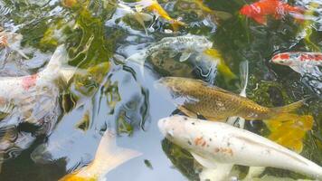 metraggio superiore Visualizza di fantasia carpa nuoto nel stagno. acqua è nero e riflessione di luce. vicino su tiro acqua superficie di fantasia carpa koi pesce nuoto nel il tropicale giardino stagno. foto