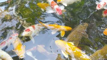 metraggio superiore Visualizza di fantasia carpa nuoto nel stagno. acqua è nero e riflessione di luce. vicino su tiro acqua superficie di fantasia carpa koi pesce nuoto nel il tropicale giardino stagno. foto