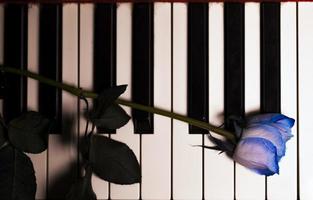 flora fiore rosa blu su strumenti musicali tasti di pianoforte foto