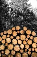 tagliare il tronco di legno nella foresta in natura foto