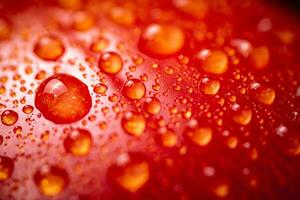 rosso maturo pomodoro con gocce di acqua. foto