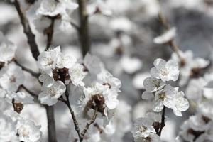 bellissimo ramo di albicocca con piccoli fiori delicati foto
