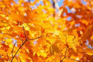 foglie e rami gialli in autunno foto