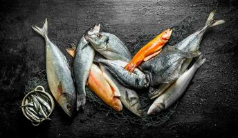 assortimento di diverso fresco pesce su il pesca rete. foto