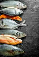 fresco pesce tonno, mare basso e trota. foto