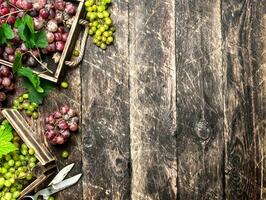 fresco raccogliere di uva nel scatole. foto