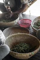 lavoratori agricoli che selezionano e selezionano i grani di pepe di pepe fresco sulla piantagione in kampot cambogia