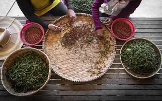 lavoratori agricoli che selezionano e selezionano i grani di pepe di pepe fresco sulla piantagione in kampot cambogia