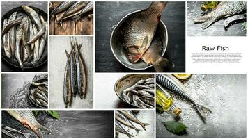 cibo collage di crudo pesce . foto