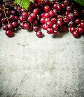 fresco rosso uva. foto