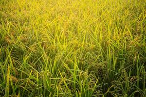 biologico riso agricoltura, Abbracciare una persona Salute e sostenibilità, d'oro raccogliere riso i campi per un' salutare stile di vita. foto