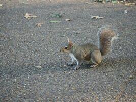 grigio scoiattolo scientifico. nome sciurus carolinensis mammifero animale foto