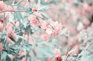 bellissimo fiori fatto con colore filtri. fiore giardino. - Immagine foto