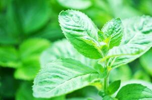 fresco menta foglia sfondo avvicinamento. erba le foglie nel giardino. foto