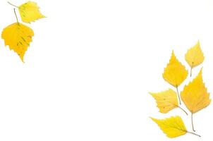 giallo autunno le foglie isolato su bianca. copia spazio. superiore Visualizza. - Immagine foto