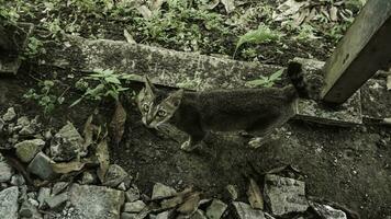 carino domestico gatto nel il giardino. selettivo messa a fuoco. ritratto di un' selvaggio gatto nel un' naturale ambiente. seduta, in piedi, vicino su. foto