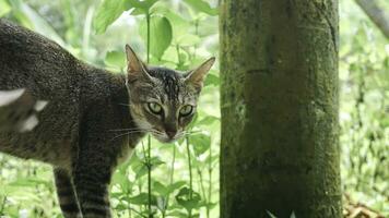 carino domestico gatto nel il giardino. selettivo messa a fuoco. ritratto di un' selvaggio gatto nel un' naturale ambiente. seduta, in piedi, vicino su. foto