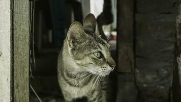 carino domestico gatto nel il giardino. selettivo messa a fuoco. ritratto di un' selvaggio gatto nel un' naturale ambiente. seduta, in piedi, vicino su. foto