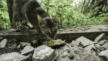 carino domestico gatto nel il giardino. selettivo messa a fuoco. ritratto di un' selvaggio gatto nel un' naturale ambiente. seduta, in piedi, vicino su. foto