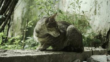 carino domestico gatto nel il giardino. selettivo messa a fuoco. ritratto di un' selvaggio gatto nel un' naturale ambiente. seduta, in piedi, vicino su. foto