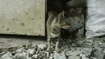 carino domestico gatto nel il giardino. selettivo messa a fuoco. ritratto di un' selvaggio gatto nel un' naturale ambiente. seduta, in piedi, vicino su. foto