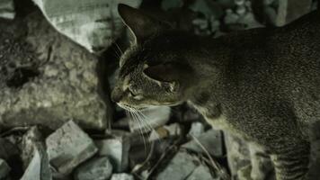 carino domestico gatto nel il giardino. selettivo messa a fuoco. ritratto di un' selvaggio gatto nel un' naturale ambiente. seduta, in piedi, vicino su. foto