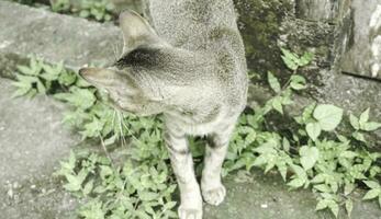 carino domestico gatto nel il giardino. selettivo messa a fuoco. ritratto di un' selvaggio gatto nel un' naturale ambiente. seduta, in piedi, vicino su. foto