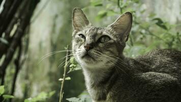 carino domestico gatto nel il giardino. selettivo messa a fuoco. ritratto di un' selvaggio gatto nel un' naturale ambiente. seduta, in piedi, vicino su. foto