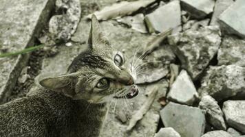 carino domestico gatto nel il giardino. selettivo messa a fuoco. ritratto di un' selvaggio gatto nel un' naturale ambiente. seduta, in piedi, vicino su. foto