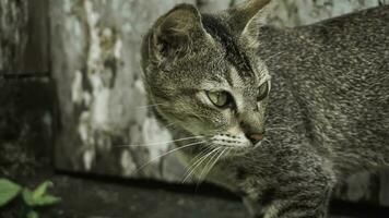 carino domestico gatto nel il giardino. selettivo messa a fuoco. ritratto di un' selvaggio gatto nel un' naturale ambiente. seduta, in piedi, vicino su. foto