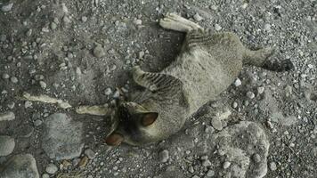 carino domestico gatto nel il giardino. selettivo messa a fuoco. ritratto di un' selvaggio gatto nel un' naturale ambiente. seduta, in piedi, vicino su. foto