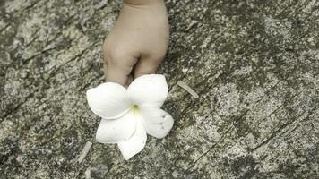 bianca frangipani fiore nel todler mano su cemento pavimento sfondo. foto