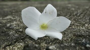 frangipani fiore su cemento pavimento, morbido focalizzato, selettivo messa a fuoco foto