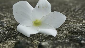 frangipani fiore su cemento pavimento, morbido focalizzato, selettivo messa a fuoco foto