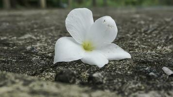 frangipani fiore su cemento pavimento, morbido focalizzato, selettivo messa a fuoco foto