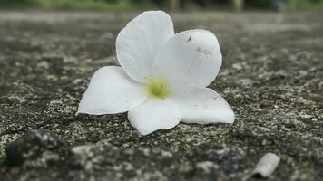 frangipani fiore su cemento pavimento, morbido focalizzato, selettivo messa a fuoco foto