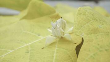 mantide cavalletta su giallo papaia foglia, avvicinamento, Indonesia. foto