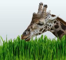 giraffa mangia verde erba su un' grigio sfondo foto