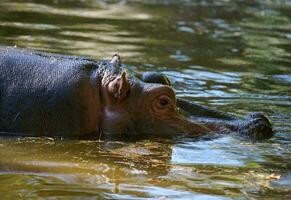 un adulto ippopotamo nuotate nel un' stagno su un autunno giorno foto