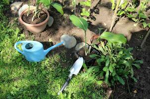 pentole con fiori, un' irrigazione può e un' pala nel il estate giardino. giardinaggio, trapianto impianti in Aperto terra. orizzontale foto. foto