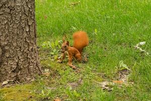 rosso scoiattolo nel il parco con un' Noce nel suo bocca. carino scoiattolo foto