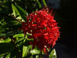 ixora fiore attraversare sagomato quattro petalo collana con sole leggero rendere esso sembra bellissimo nel rosso. foto