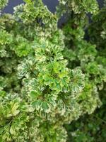 aralia ming oro nel all'aperto molto bellissimo nel verde e bianca colori foto