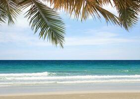 Noce di cocco palma le foglie su tropicale spiaggia con blu cielo e bianca nuvole sfondo. copia spazio di estate vacanza e attività commerciale viaggio concetto design foto