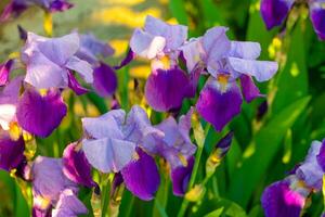 iris fiori nel giardino foto
