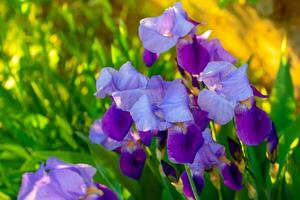 iris fiori nel giardino foto