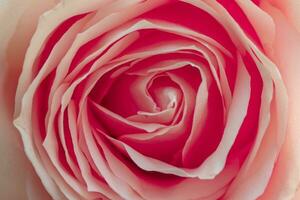 rosa rosa fiore vicino su foto
